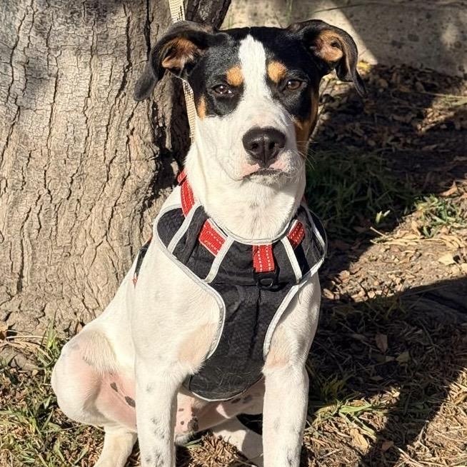 Many, ADOPTABLE, Young Male Jack Russell Terrier & Labrador Retriever.