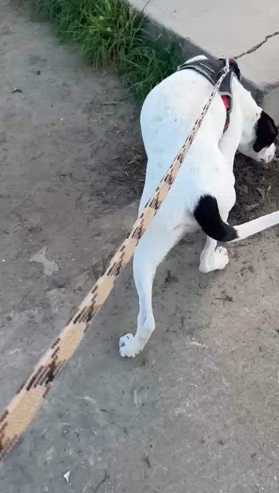 Enlarge Many, a ADOPTABLE mixed breed in Ensenada, BCN video 2/2