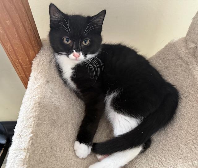 Fletcher, a ADOPTABLE Domestic Short Hair in Frederick, MD image 3/3