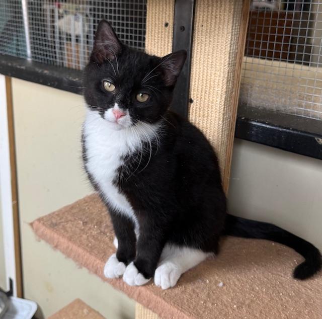 Fletcher, a ADOPTABLE Domestic Short Hair in Frederick, MD image 2/3