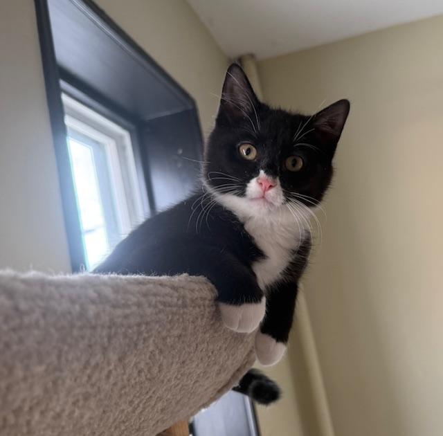 Fletcher, ADOPTABLE, Kitten Male Domestic Short Hair.