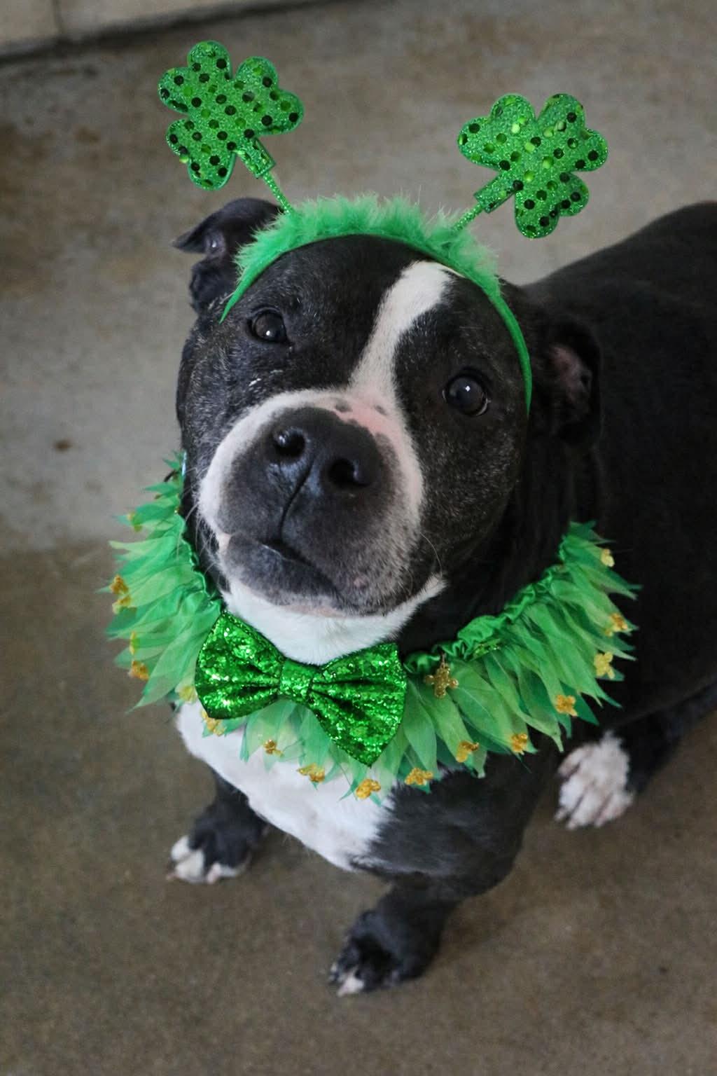 zara, a ADOPTABLE mixed breed in Granite City, IL image 2/2