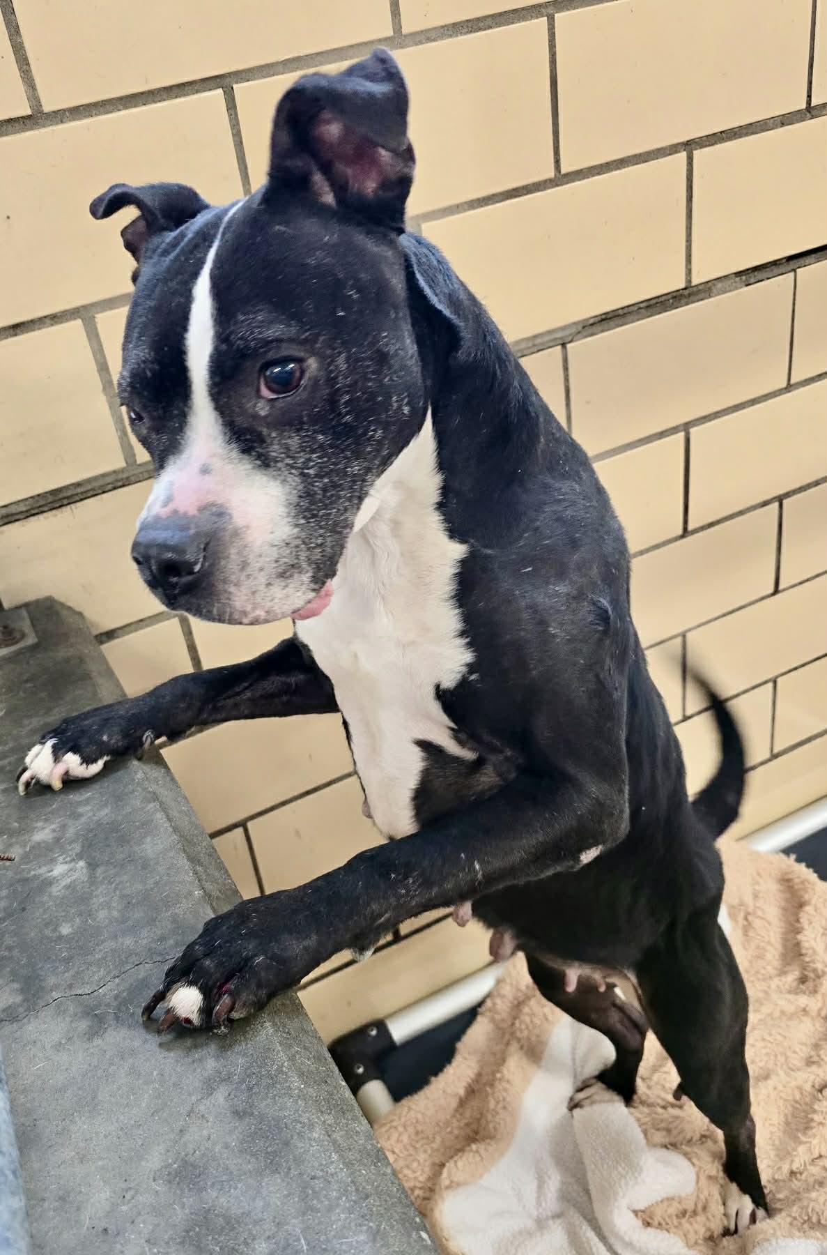 zara, ADOPTABLE, Adult Female Mixed Breed.