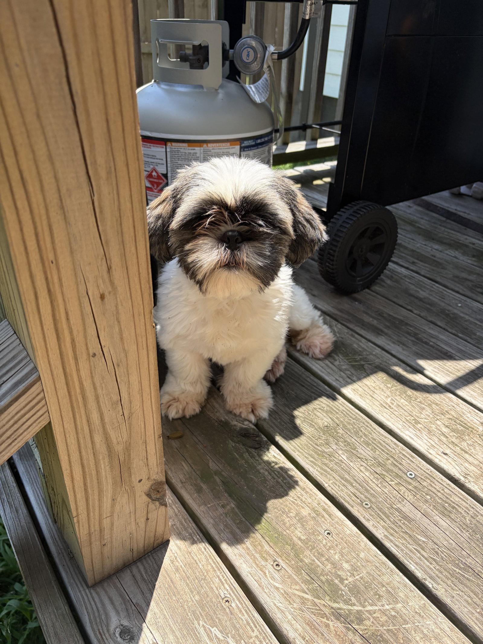 Enlarge Bart, a Adopted Shih Tzu in Greenville, SC image 1/3