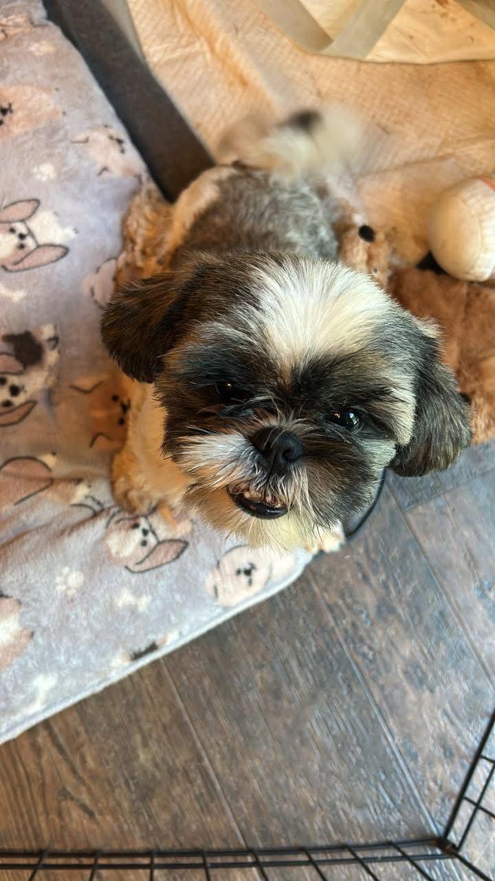 Enlarge Bart, a Adopted Shih Tzu in Greenville, SC image 2/3