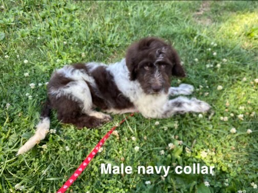 Enlarge Leon, a Adopted Poodle in Clairton, PA image 1/1