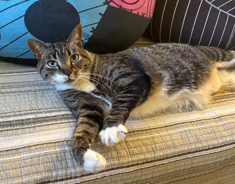 Enlarge Penny, a ADOPTABLE Domestic Short Hair in Sayreville, NJ image 1/2