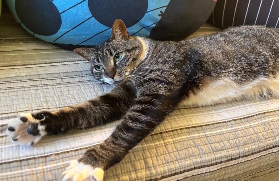 Enlarge Penny, a ADOPTABLE Domestic Short Hair in Sayreville, NJ image 2/2