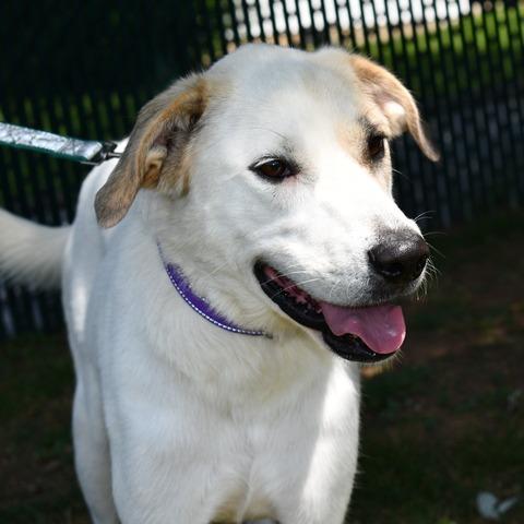 Poppy, Adoptable, Adult Female Great Pyrenees.