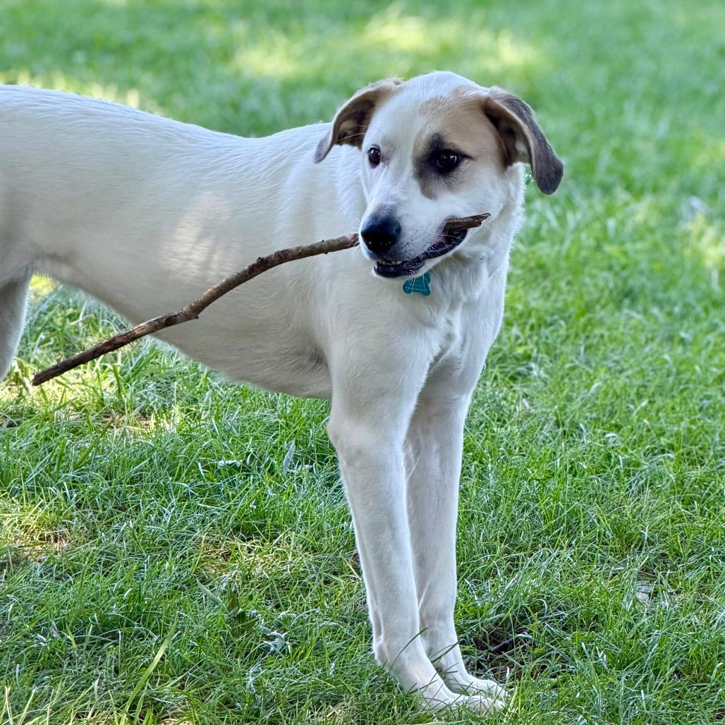 Enlarge Poppy, a Adoptable Great Pyrenees in Johnson City, TN image 2/6