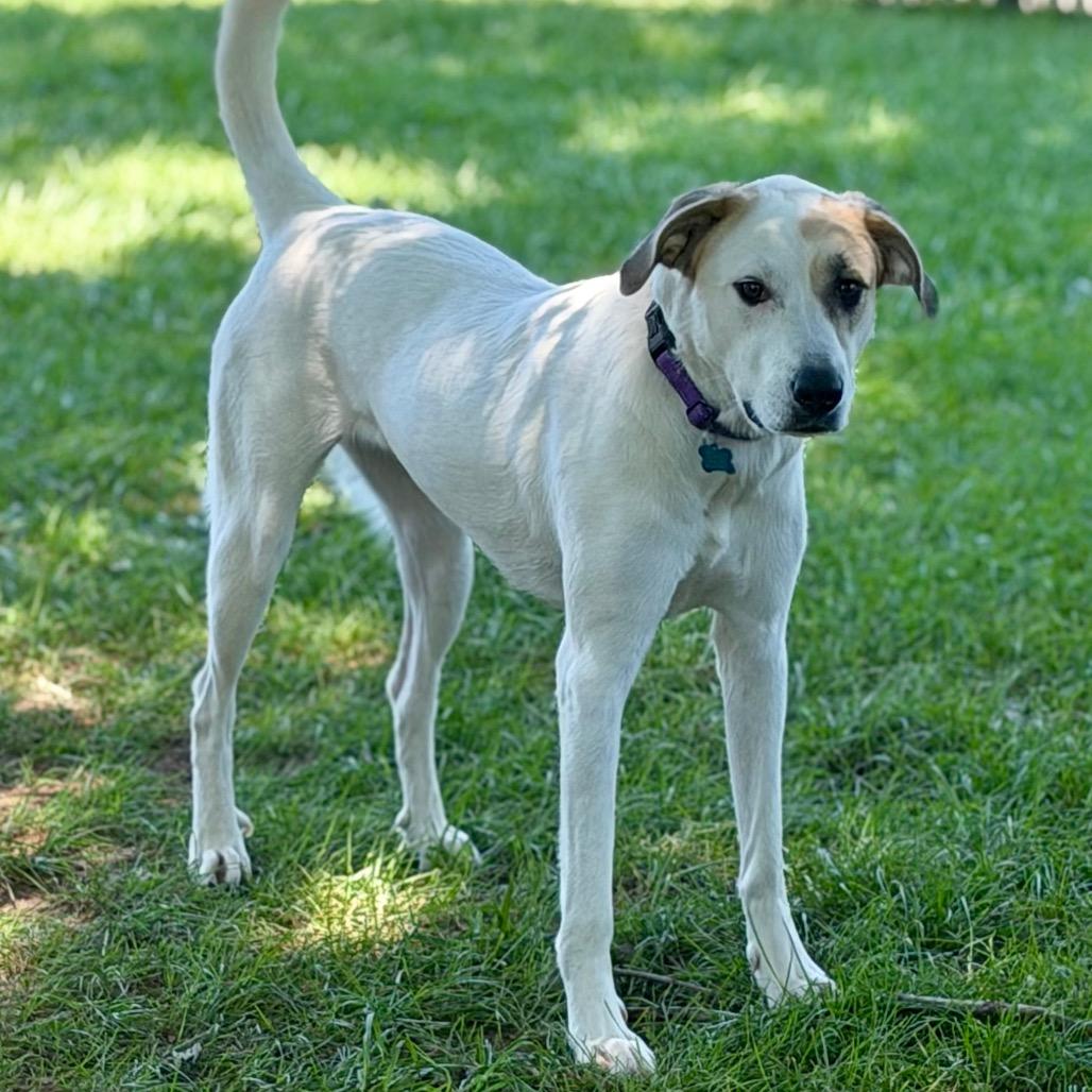 Enlarge Poppy, a Adoptable Great Pyrenees in Johnson City, TN image 3/6