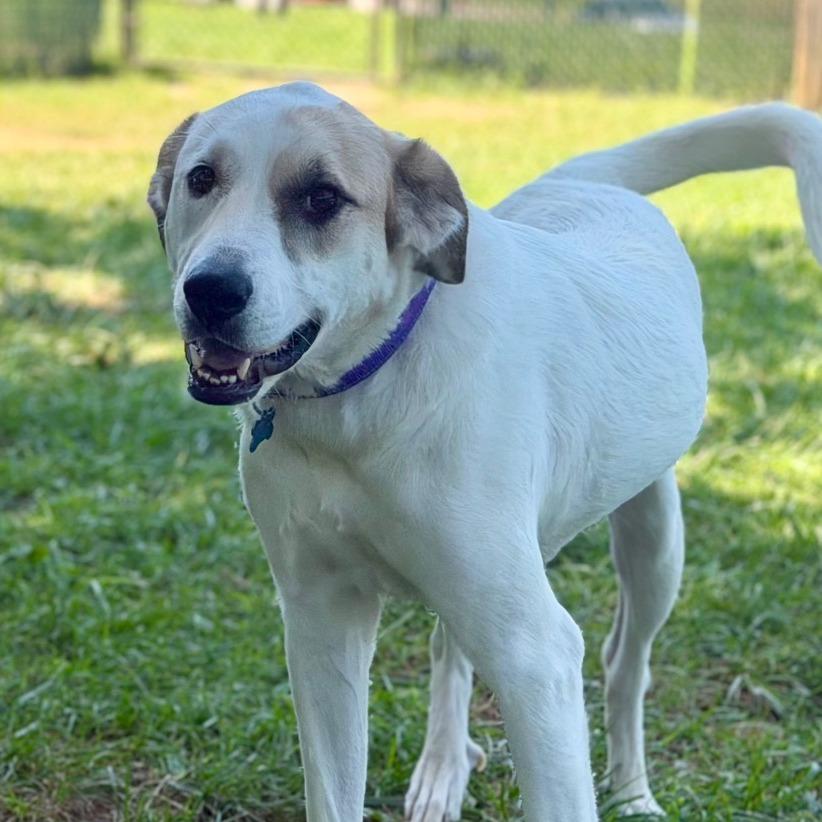 Enlarge Poppy, a Adoptable Great Pyrenees in Johnson City, TN image 4/6