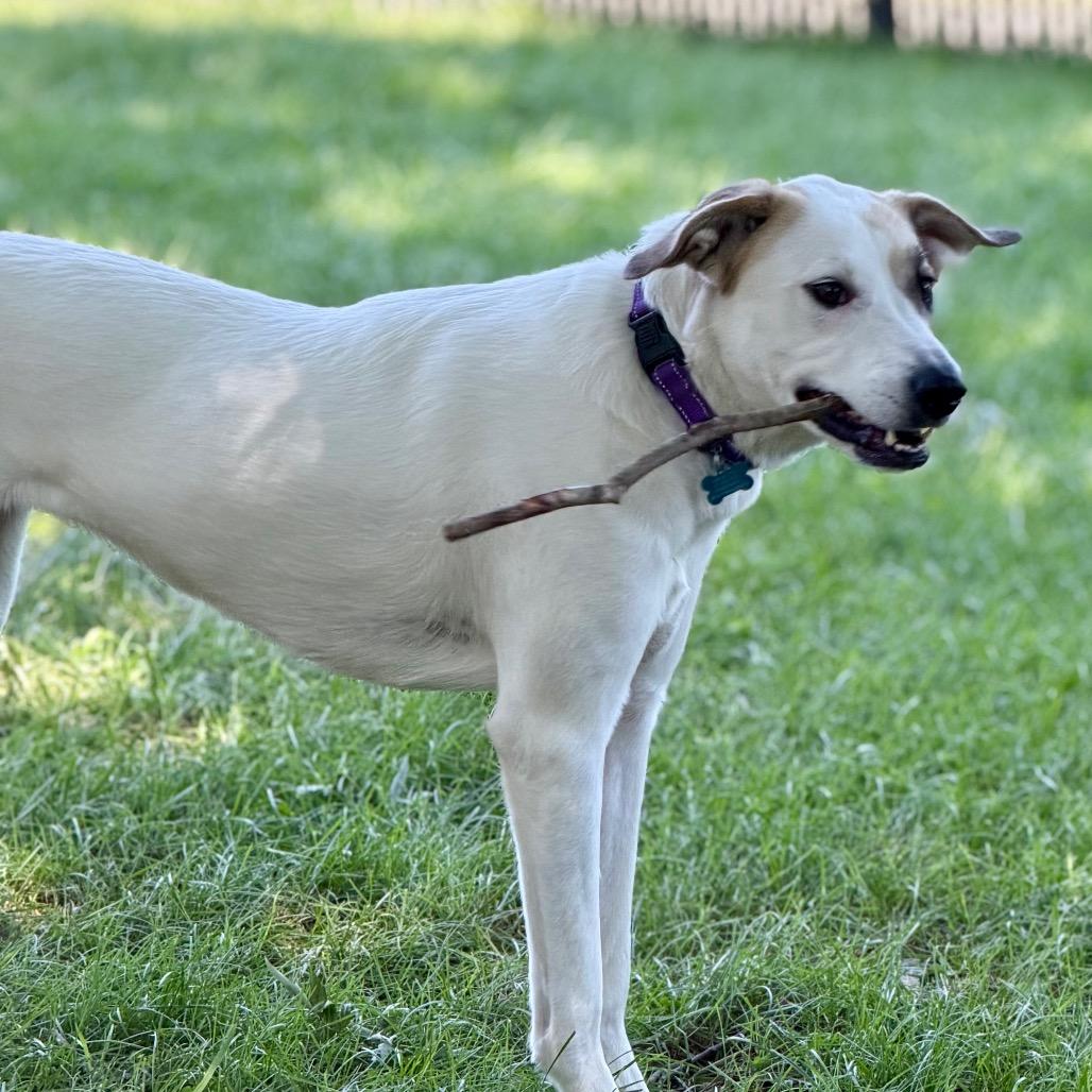 Enlarge Poppy, a Adoptable Great Pyrenees in Johnson City, TN image 5/6