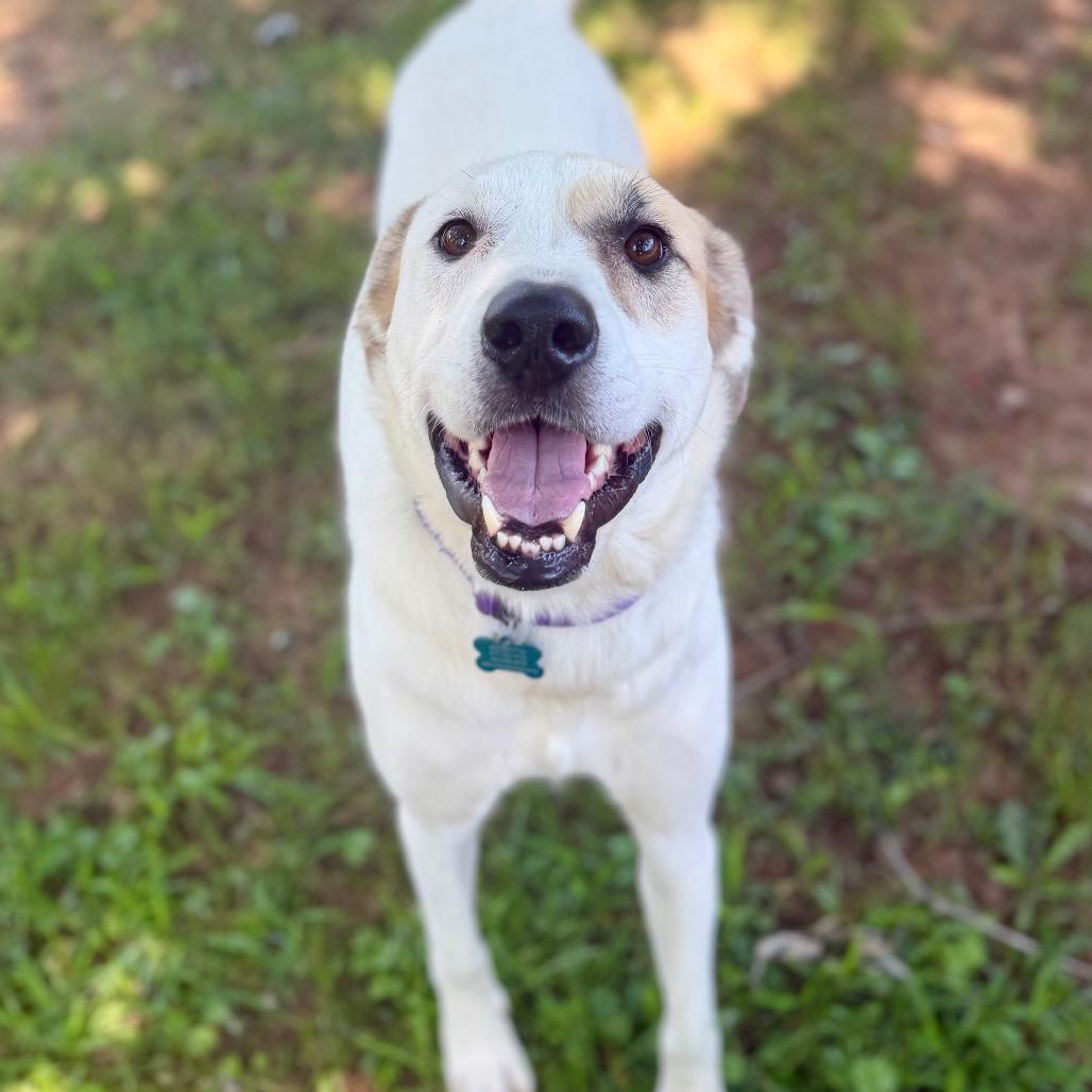 Enlarge Poppy, a Adoptable Great Pyrenees in Johnson City, TN image 6/6
