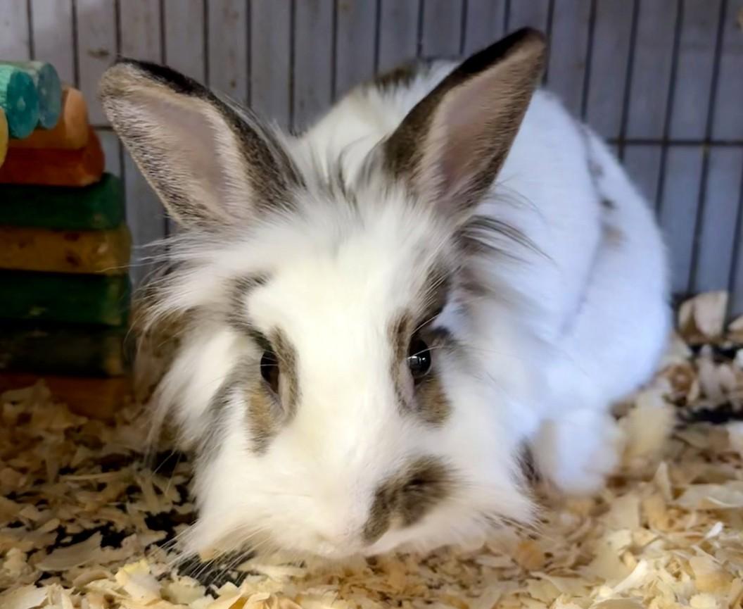 Dinah, ADOPTABLE, Adult Female Lionhead.