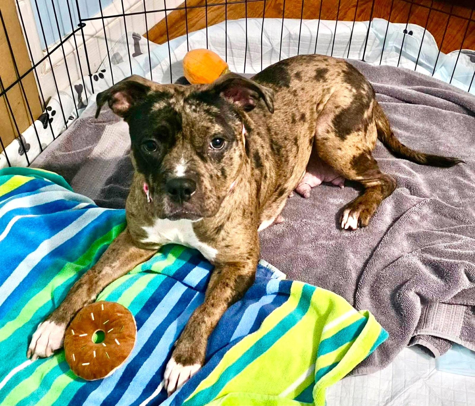 Enlarge Granite, a Adoptable Pit Bull Terrier in Rockville, MD image 1/3