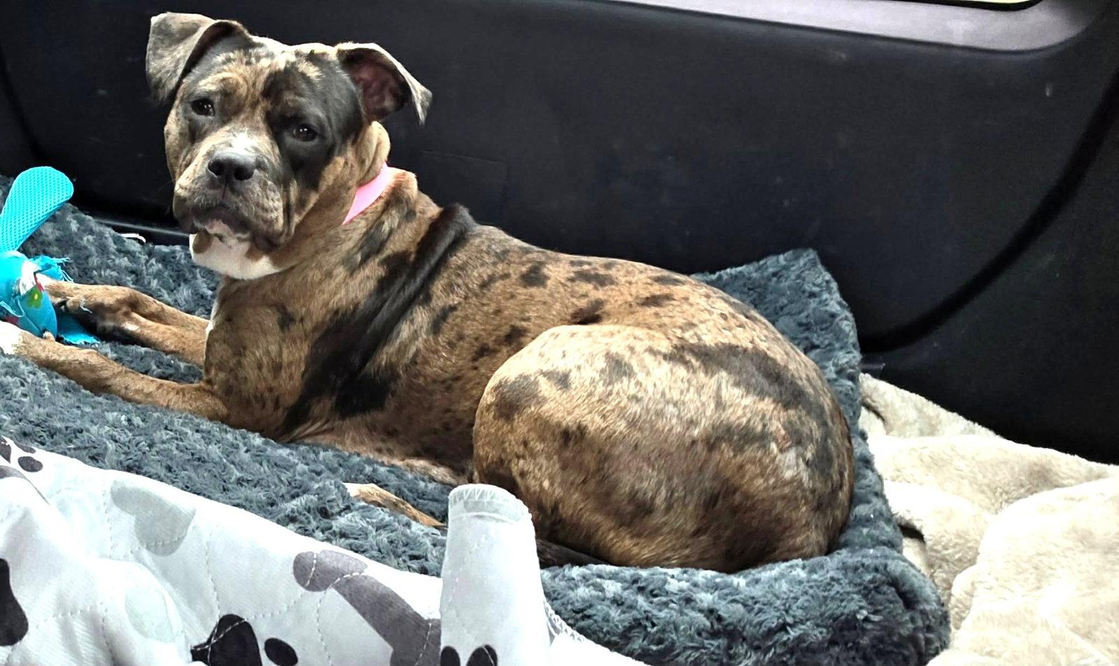 Enlarge Granite, a Adoptable Pit Bull Terrier in Rockville, MD image 3/3