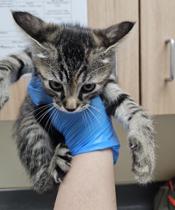 Quesarito, Adoptable, Kitten Female Domestic Short Hair.
