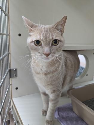 Koa, a Adoptable Domestic Short Hair in North Miami Beach, FL image 1/2