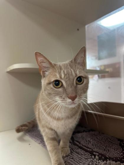 Koa, a Adoptable Domestic Short Hair in North Miami Beach, FL image 2/2