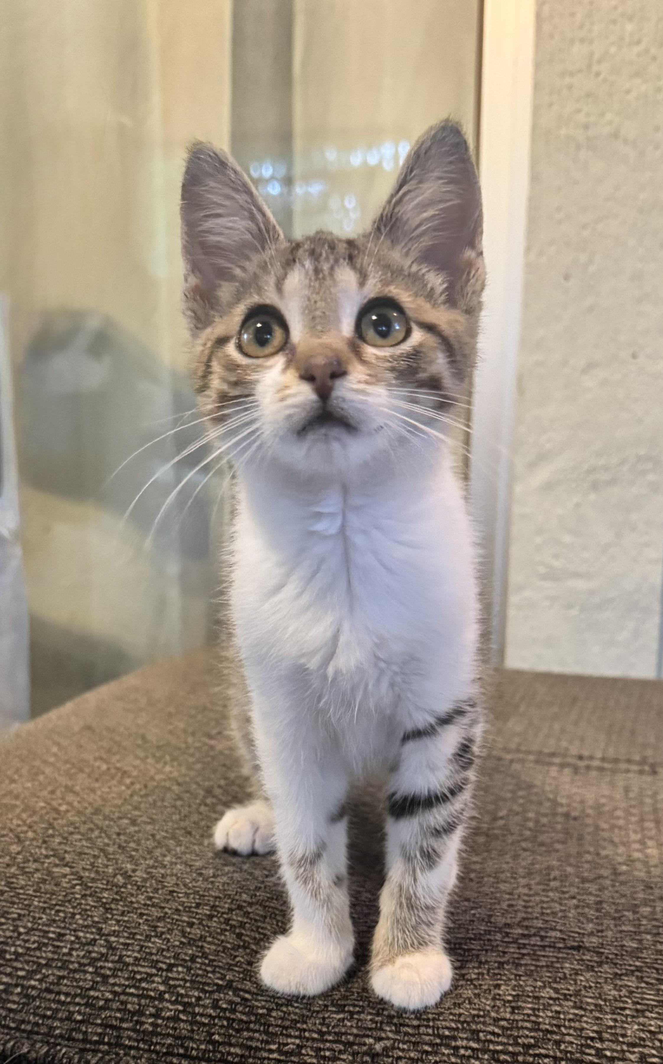 Enlarge Pawz, a ADOPTABLE Domestic Short Hair in Saginaw, MI image 1/3