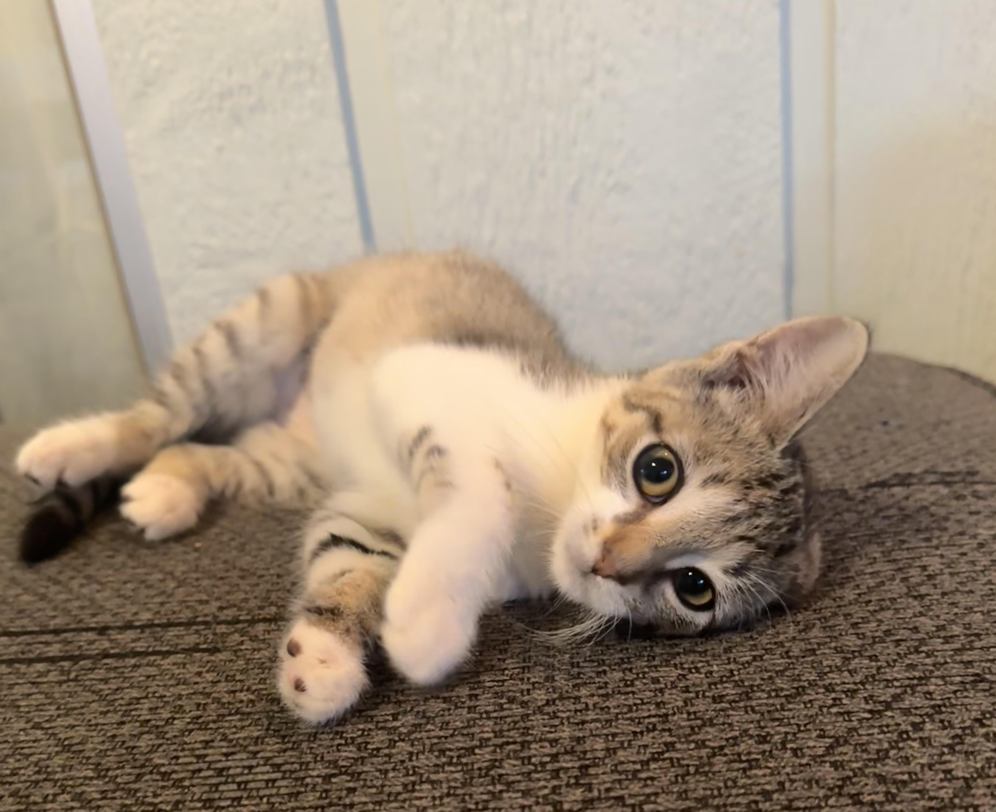 Enlarge Pawz, a ADOPTABLE Domestic Short Hair in Saginaw, MI image 2/3