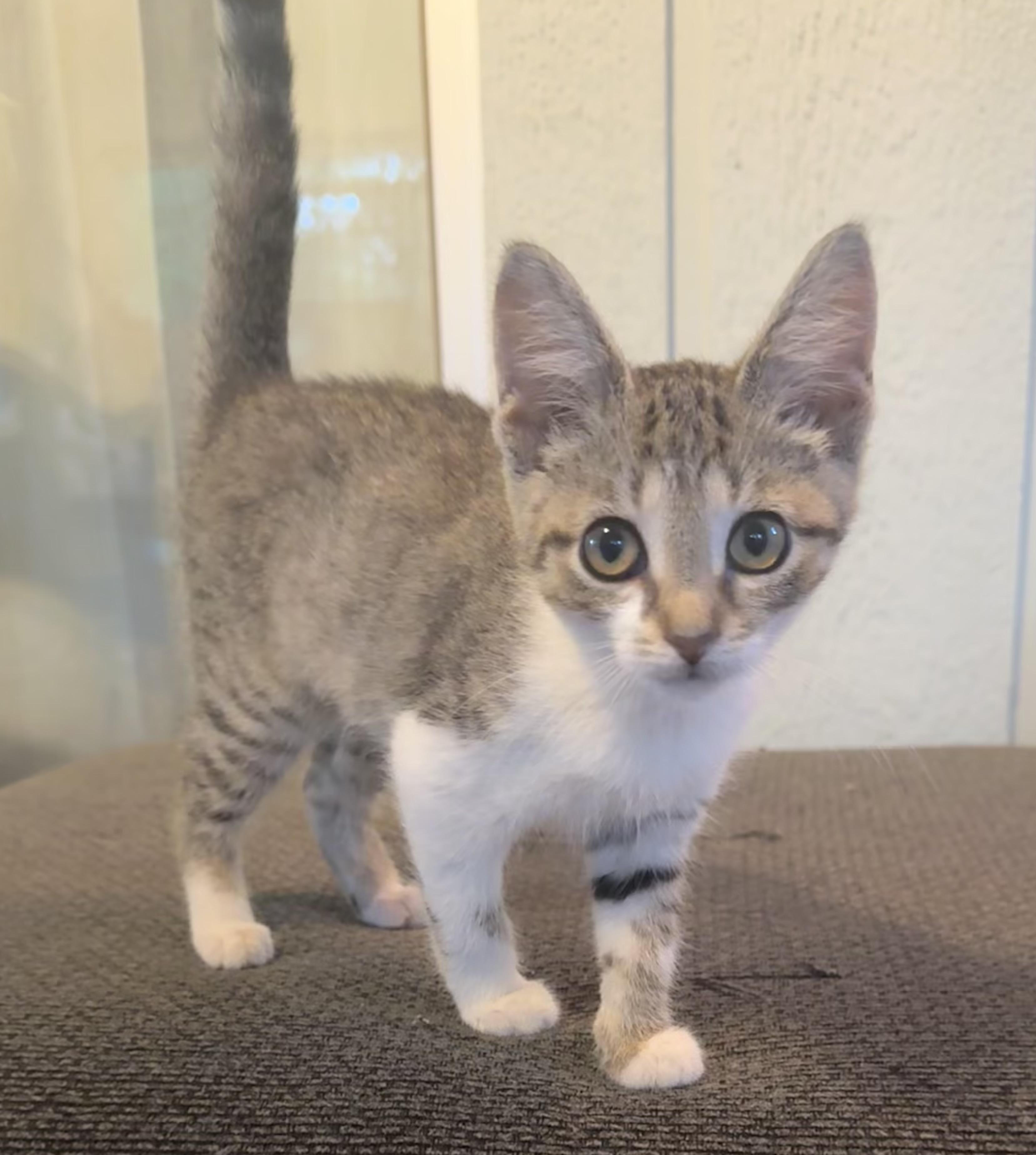 Enlarge Pawz, a ADOPTABLE Domestic Short Hair in Saginaw, MI image 3/3