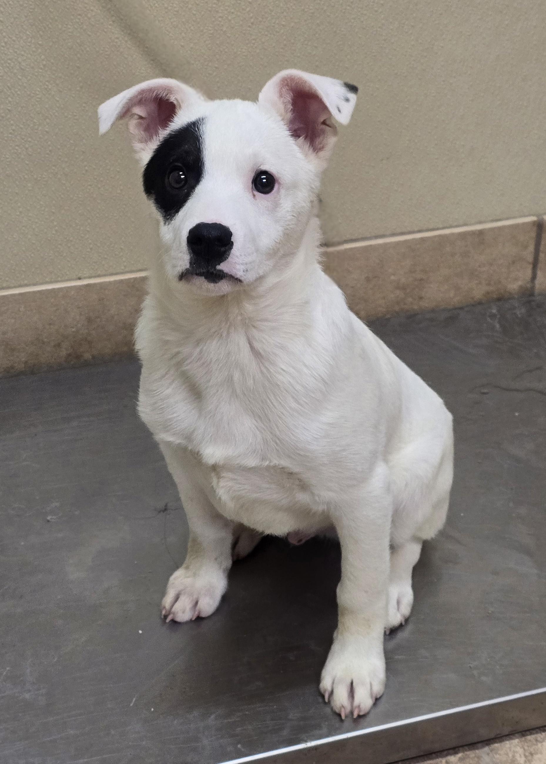 Enlarge Leo, an adopted mixed breed in Brainerd, MN image 1/1