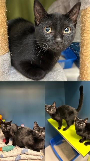 Enlarge MOLLY, a Adoptable Domestic Short Hair in Toronto, ON image 1/1