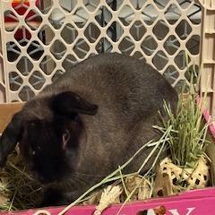Nutmeg, Adoptable, Adult Male Bunny Rabbit.
