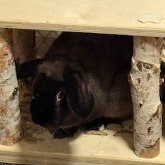 Enlarge Nutmeg, a Adoptable Bunny Rabbit in Quakertown, PA image 2/3