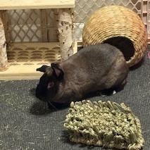 Enlarge Nutmeg, a Adoptable Bunny Rabbit in Quakertown, PA image 3/3