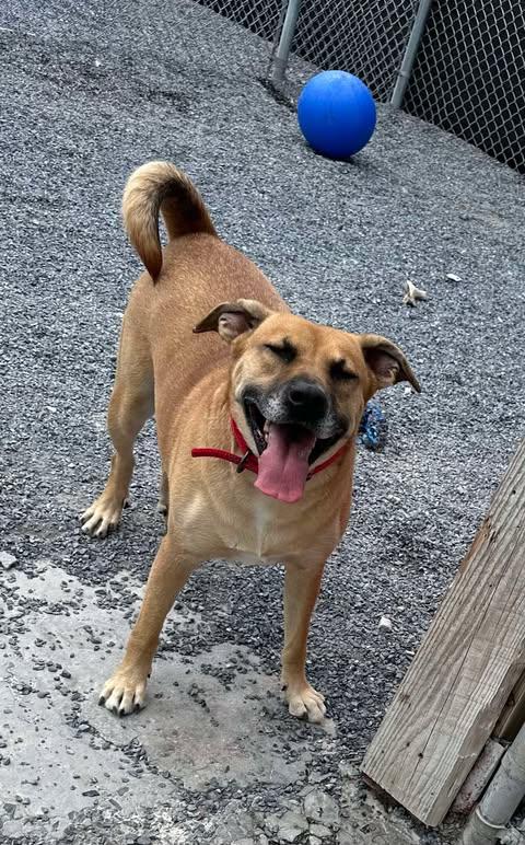 Enlarge Myla, a Adoptable mixed breed in Lewistown, PA image 1/3
