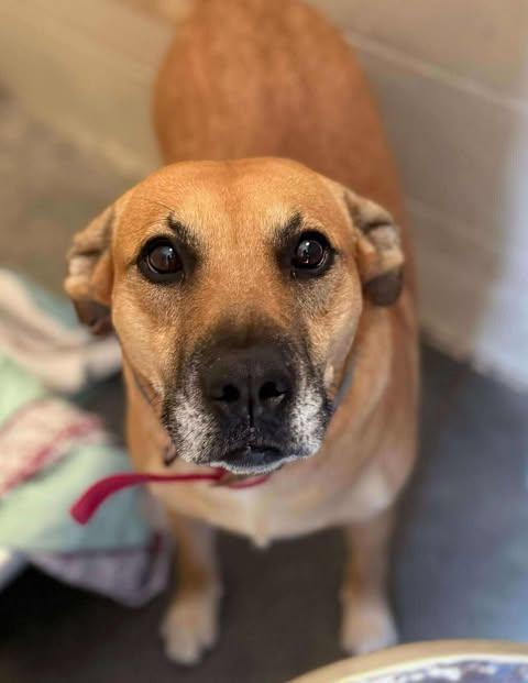 Enlarge Myla, a Adoptable mixed breed in Lewistown, PA image 2/3