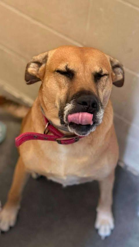 Enlarge Myla, a Adoptable mixed breed in Lewistown, PA image 3/3