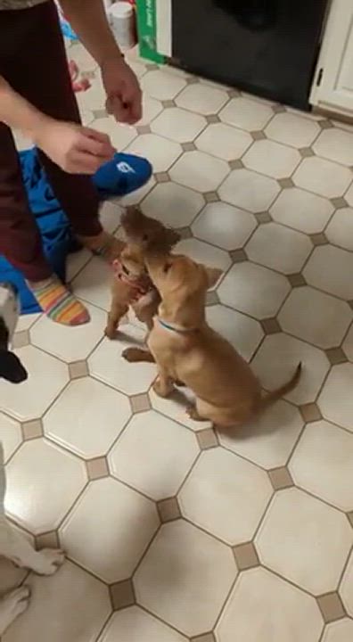 Enlarge Ella Fitzgerald , a Adopted mixed breed in Fairfield , CT video 6/11