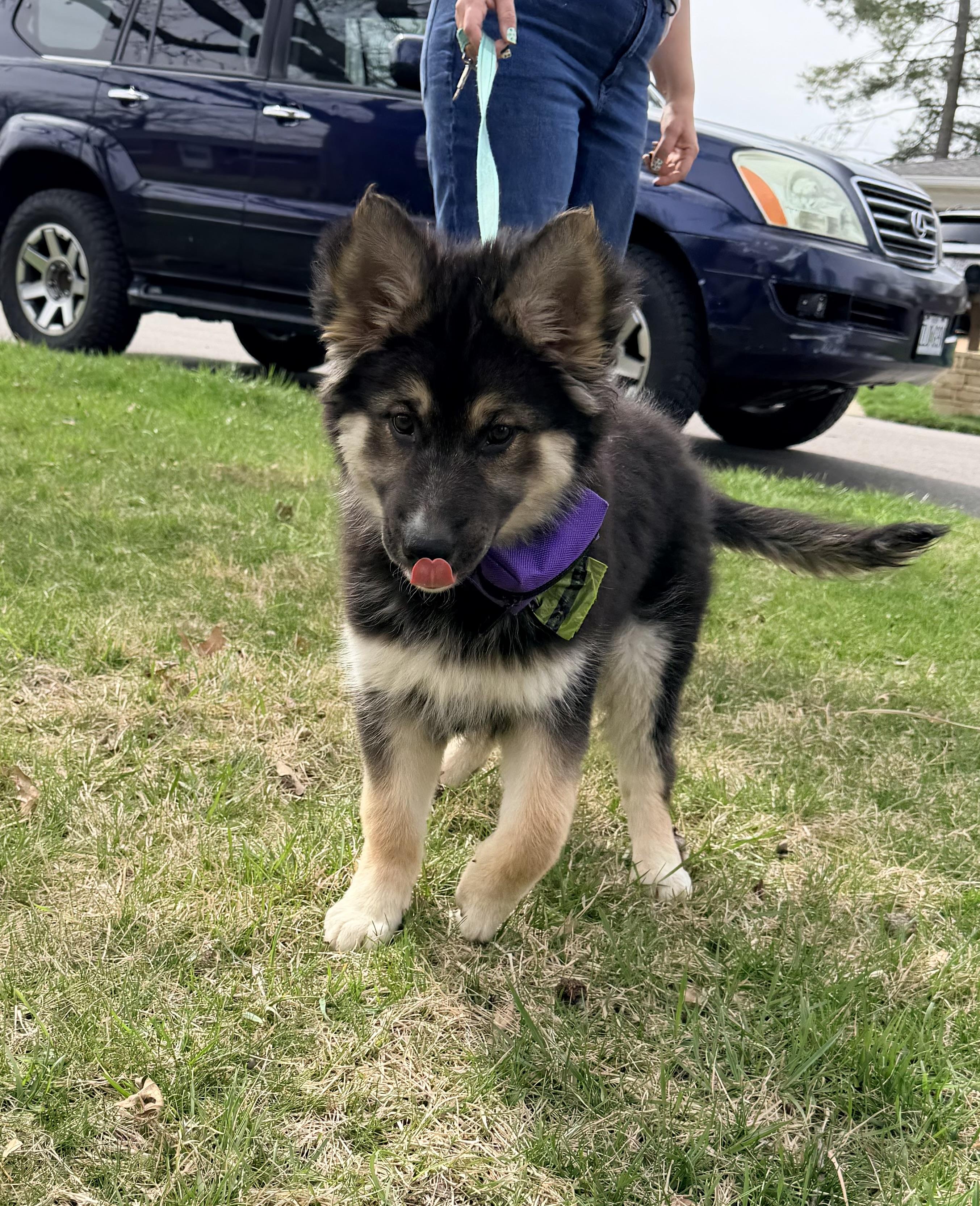 Taffy, a Adoptable mixed breed in Jefferson City, MO image 6/6