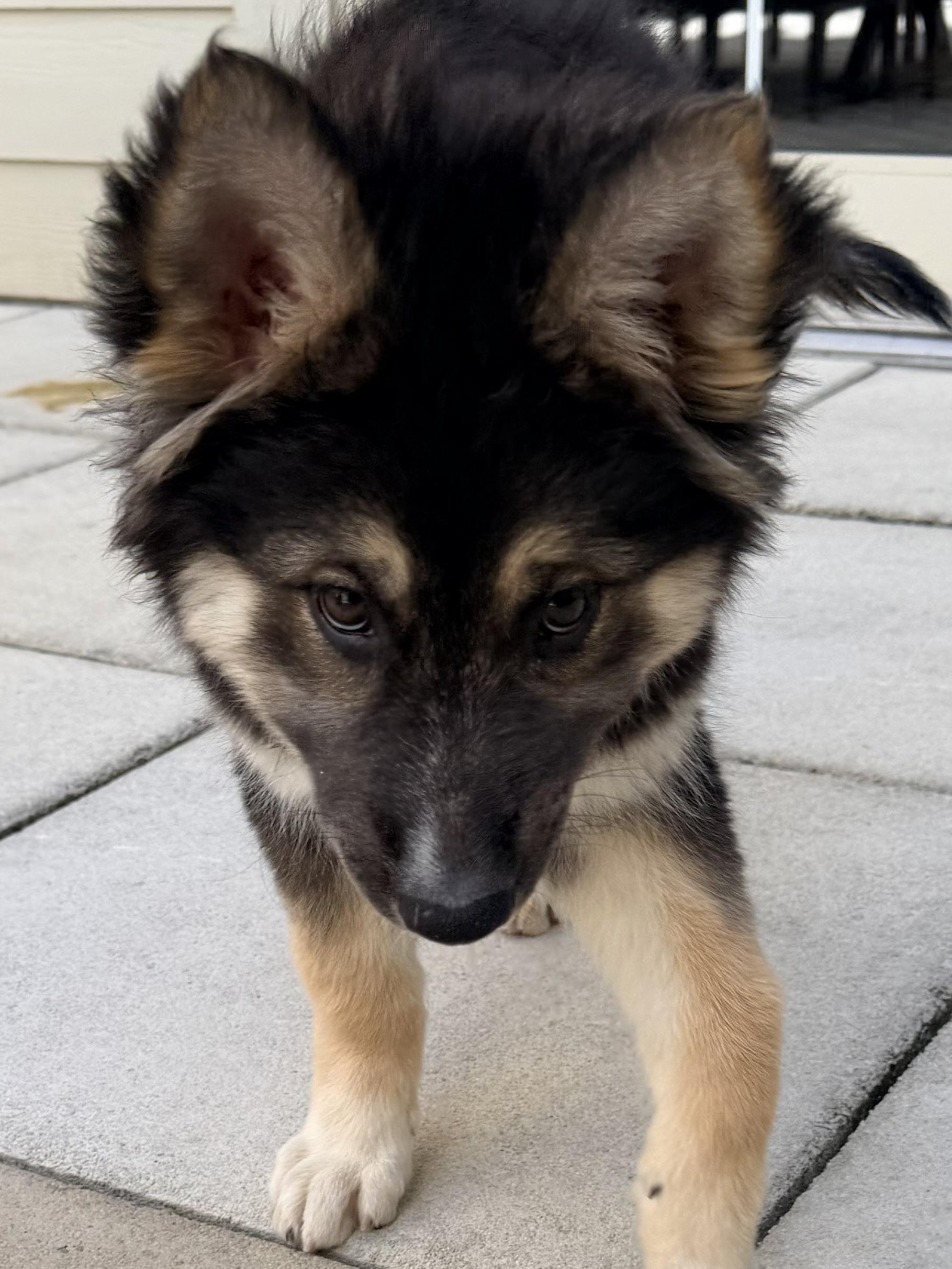 Taffy, a Adoptable mixed breed in Jefferson City, MO image 4/6