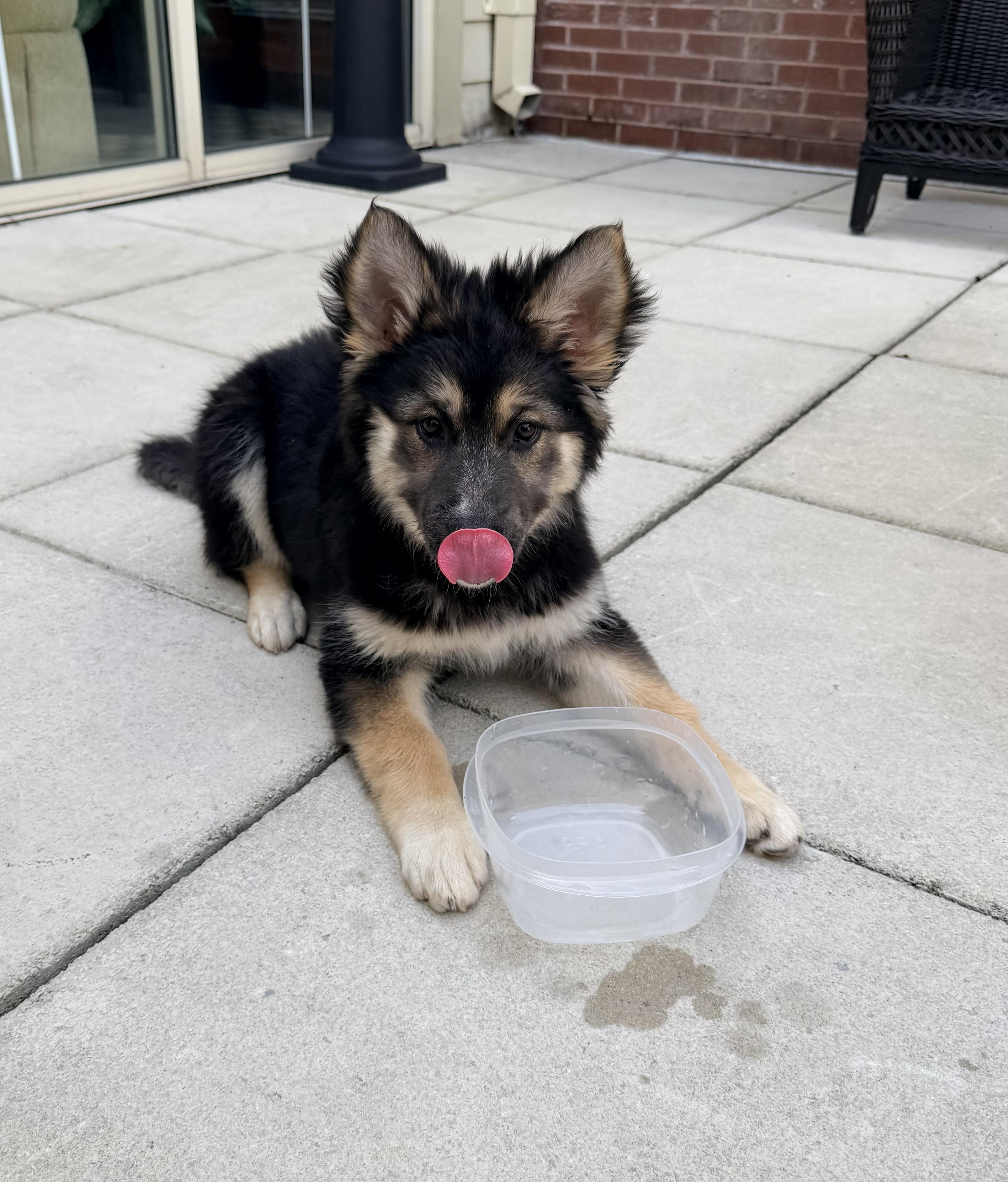 Taffy, a Adoptable mixed breed in Jefferson City, MO image 3/6