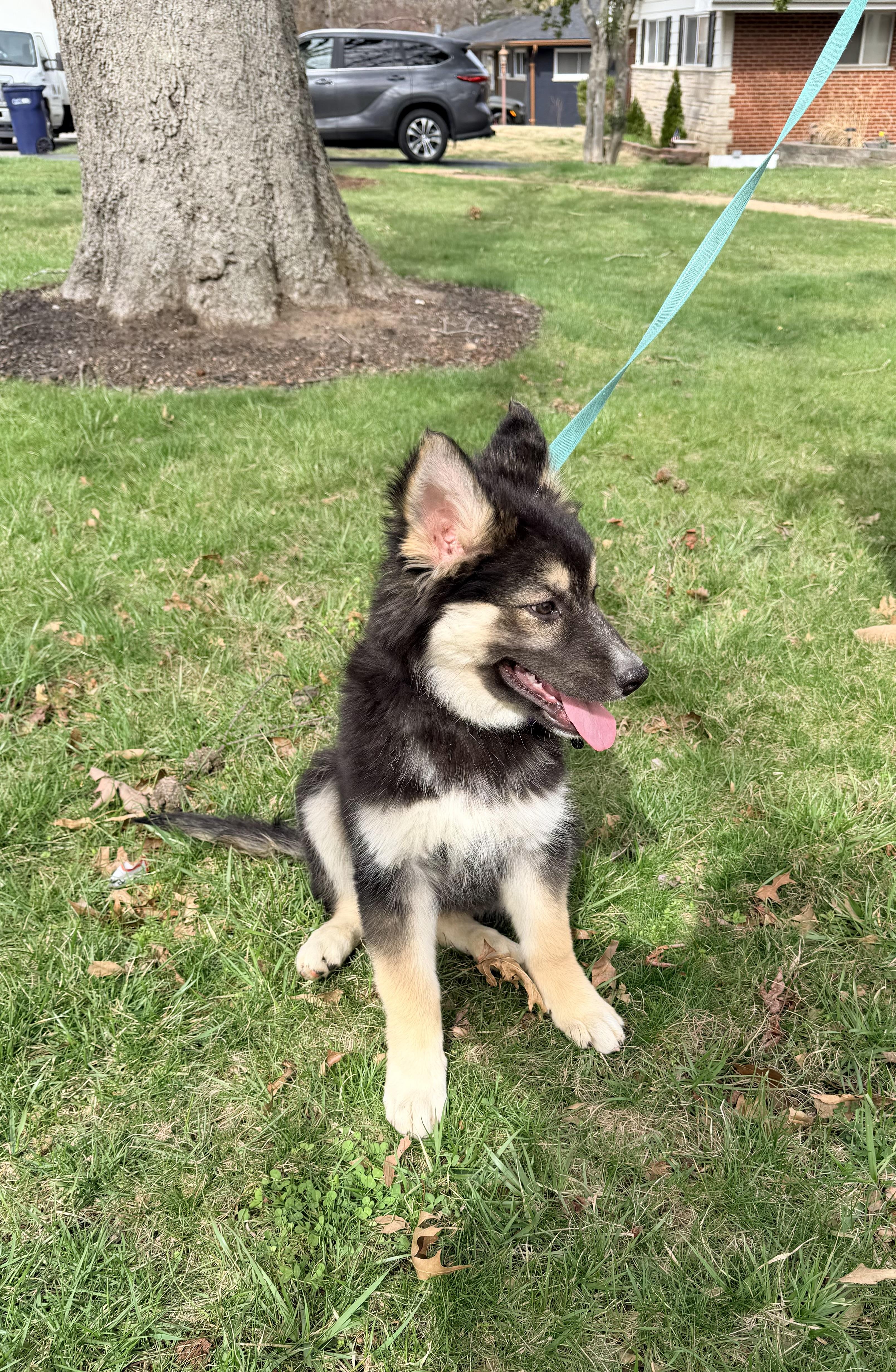Taffy, a Adoptable mixed breed in Jefferson City, MO image 5/6