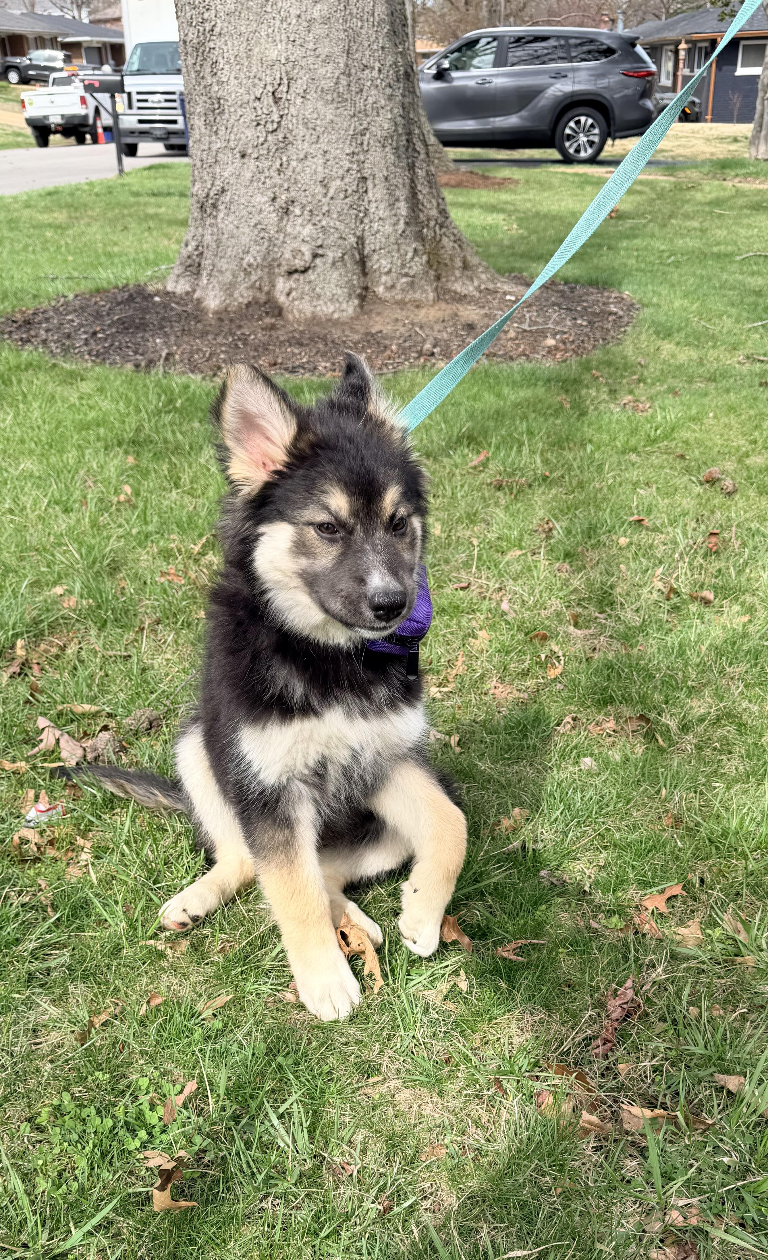 Taffy, a Adoptable mixed breed in Jefferson City, MO image 1/6