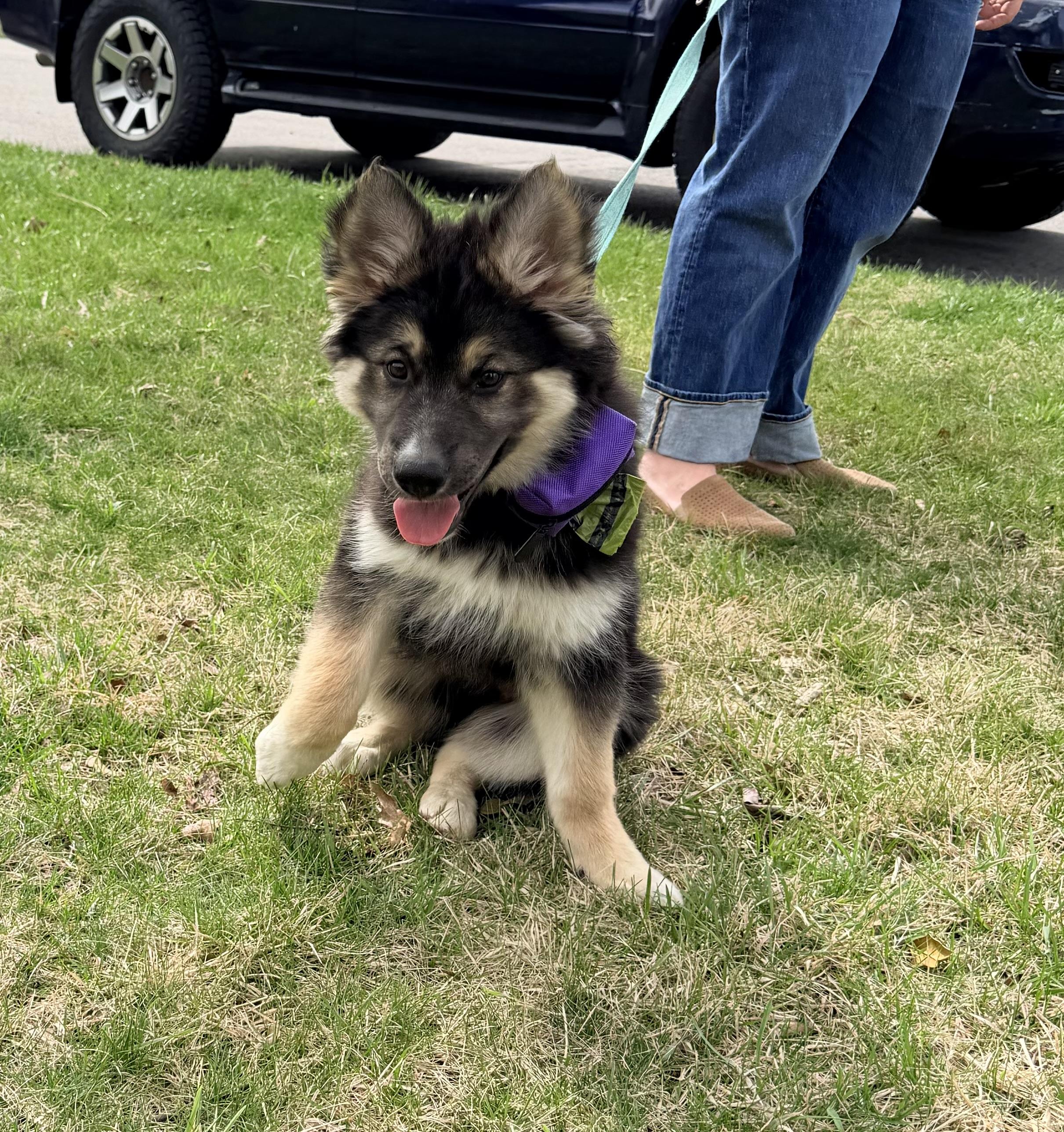 Taffy, a Adoptable mixed breed in Jefferson City, MO image 2/6