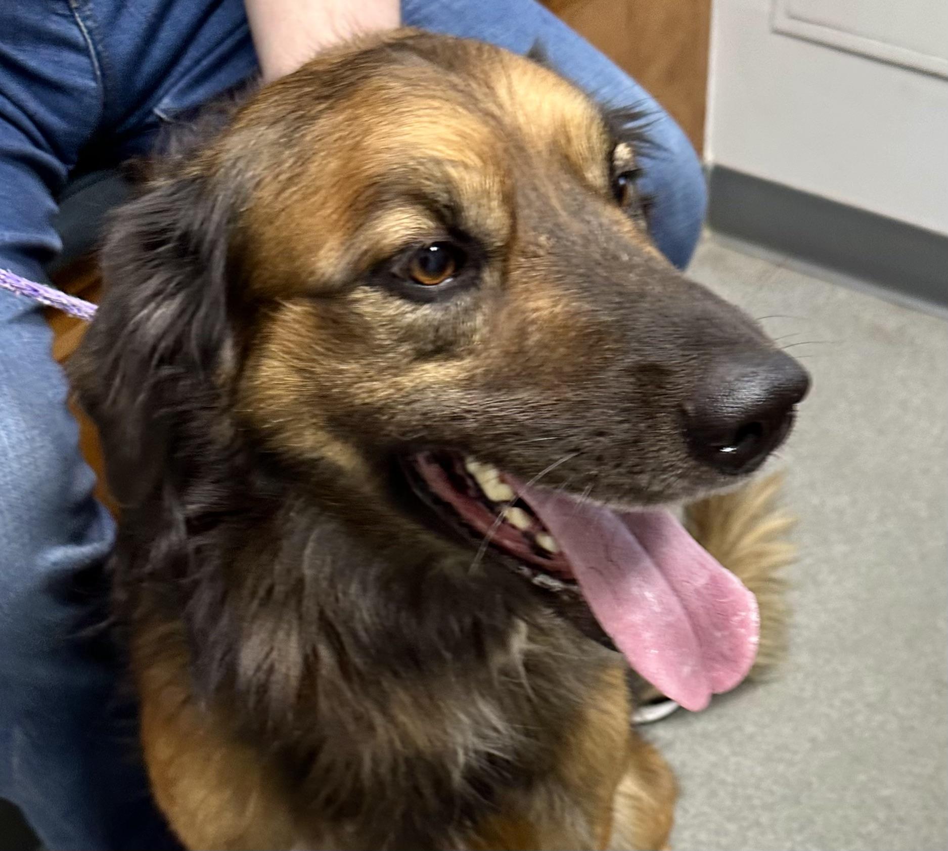 Cowboy, Adopted, Adult Male Australian Shepherd & German Shepherd Dog.