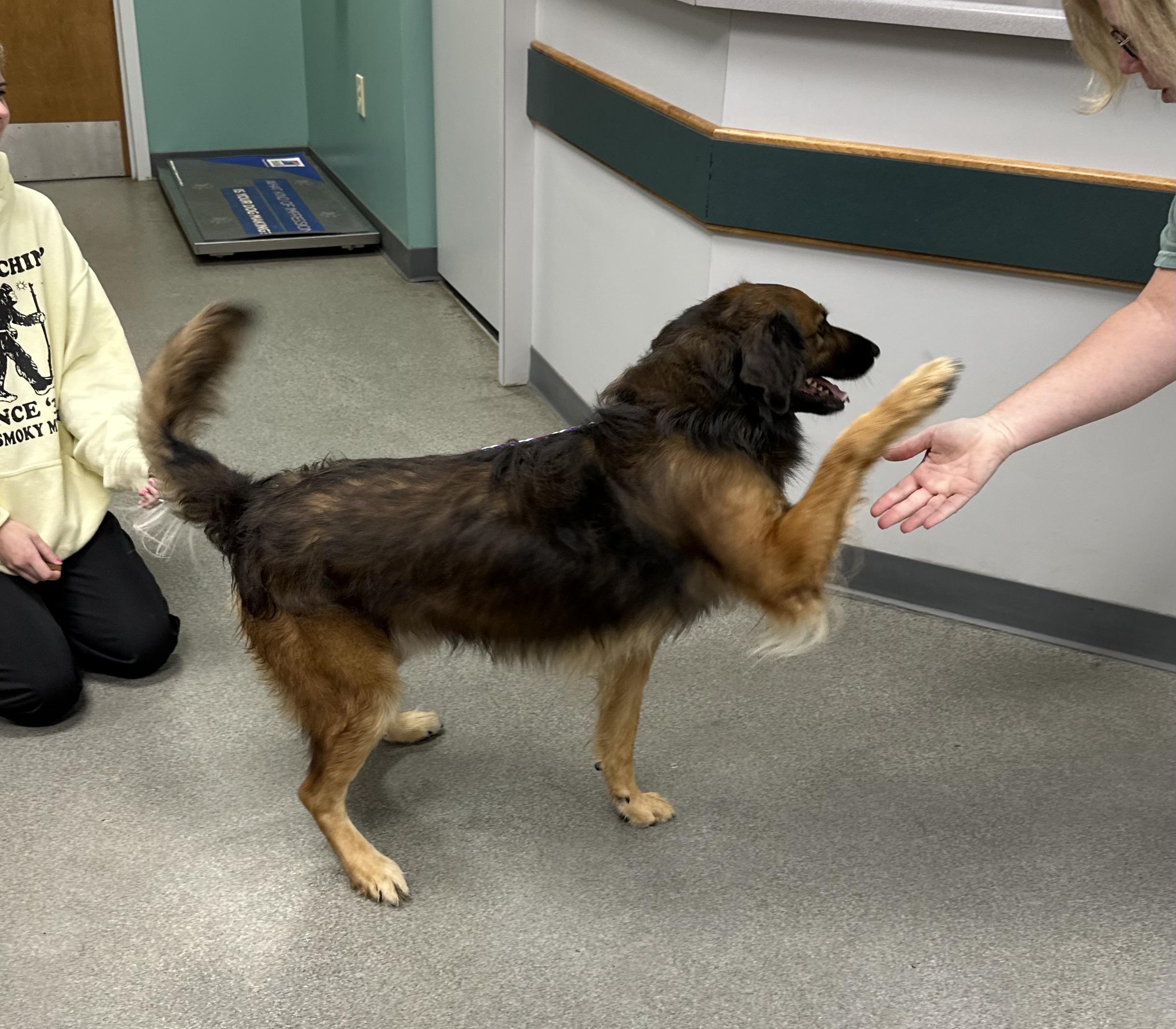 Enlarge Cowboy, a Adopted mixed breed in Cullman, AL image 2/5