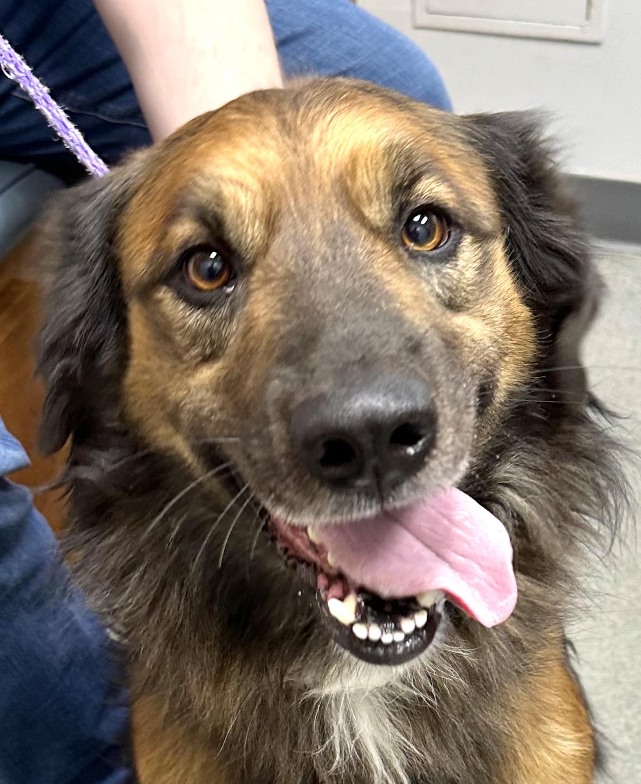 Enlarge Cowboy, a Adopted mixed breed in Cullman, AL image 4/5