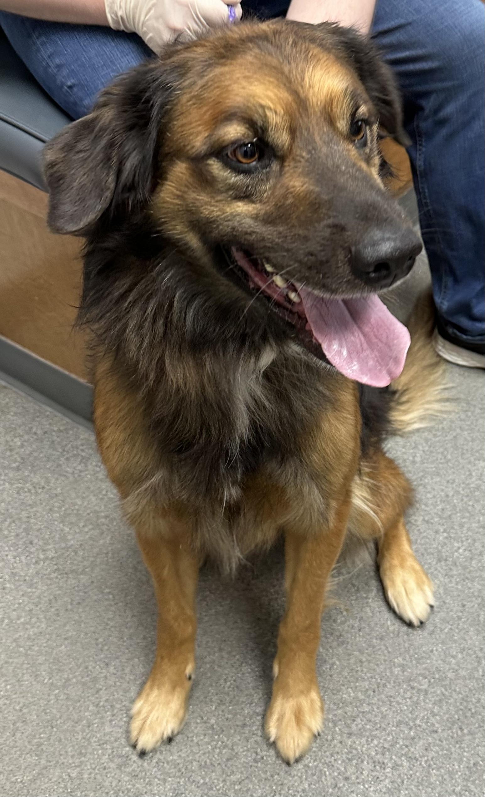 Enlarge Cowboy, a Adopted mixed breed in Cullman, AL image 5/5