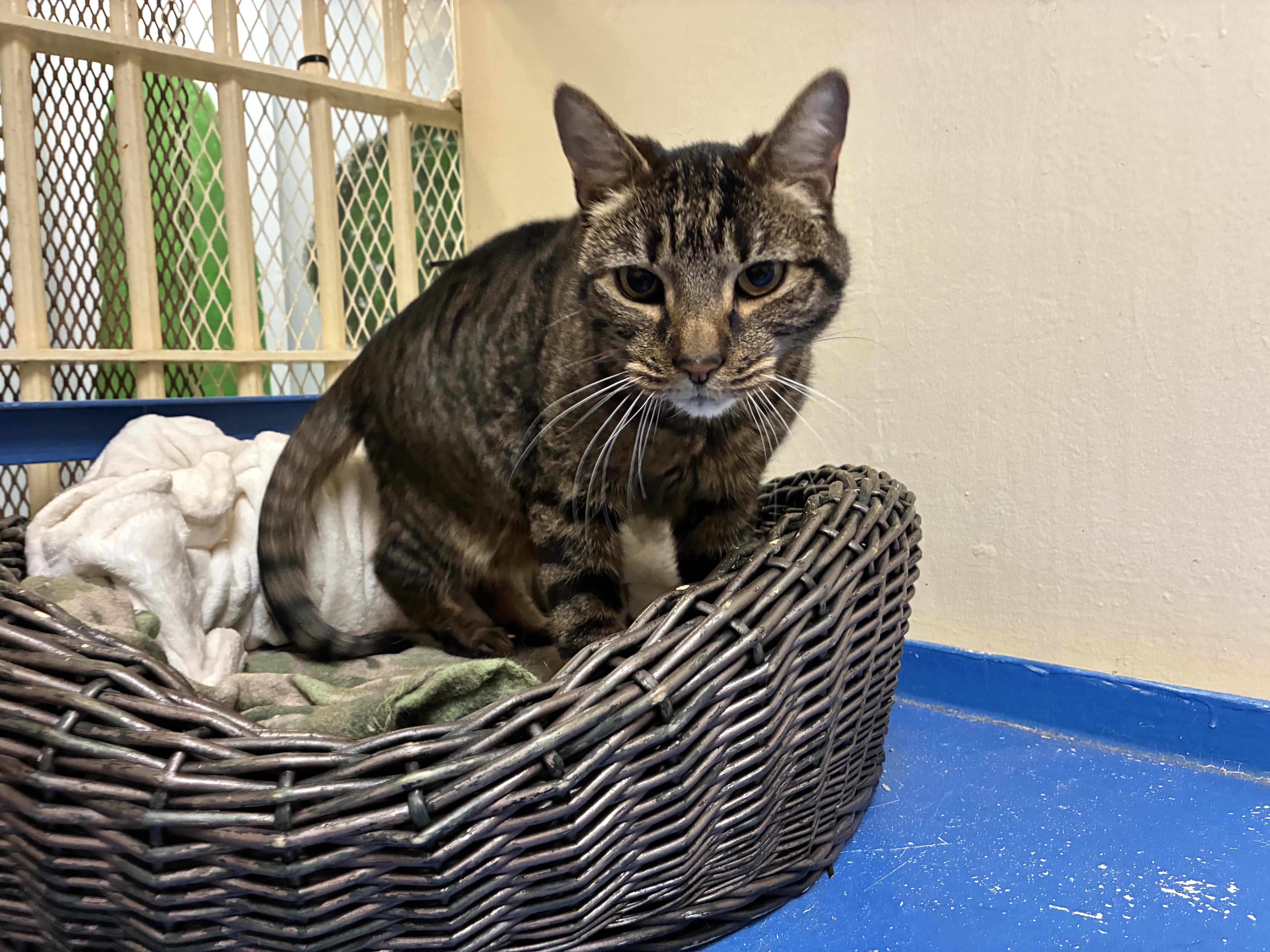 4245 Chonks, adopted, Adult Male Domestic Short Hair.