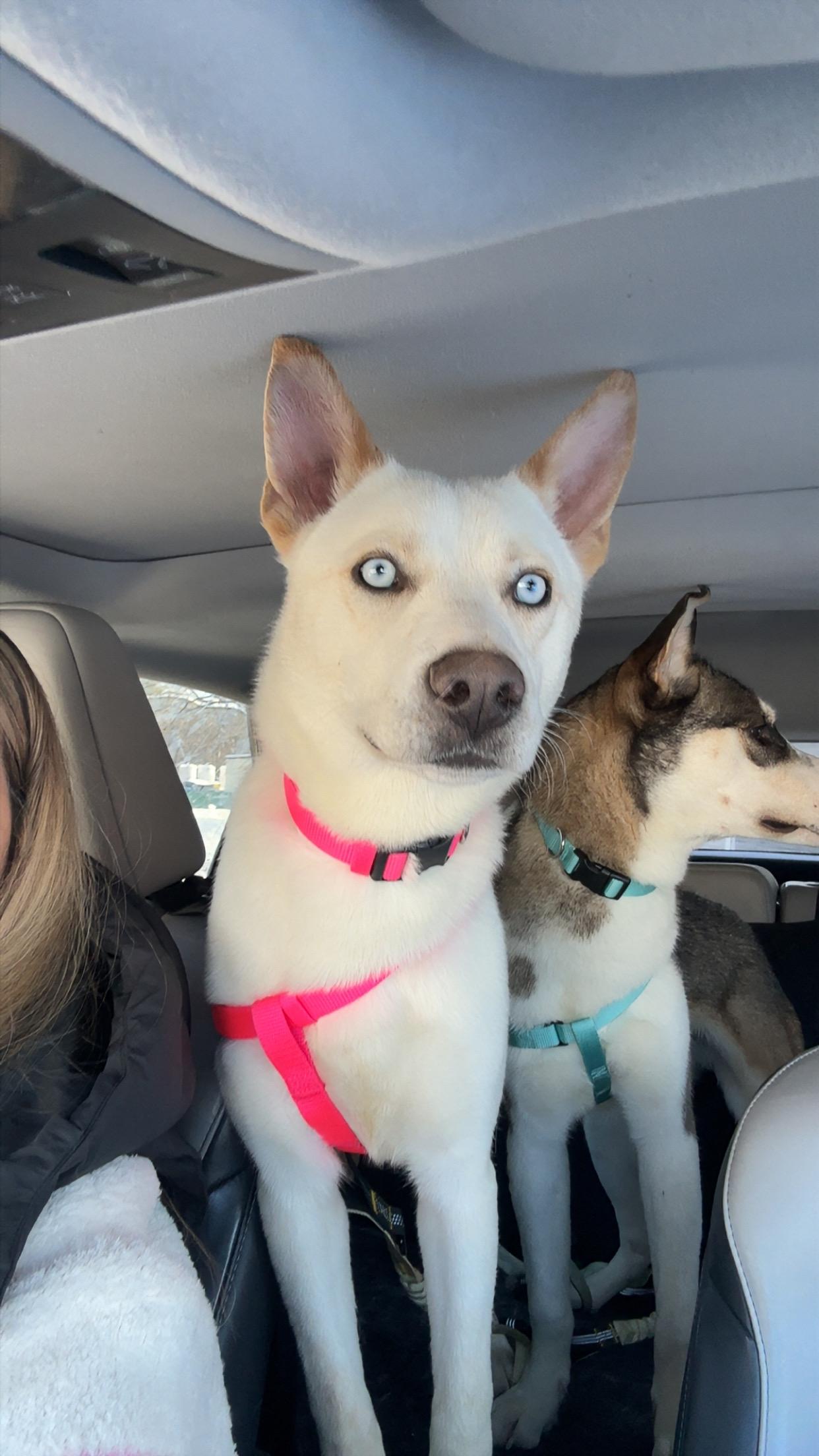 Snow White, adopted, Young Female Siberian Husky.
