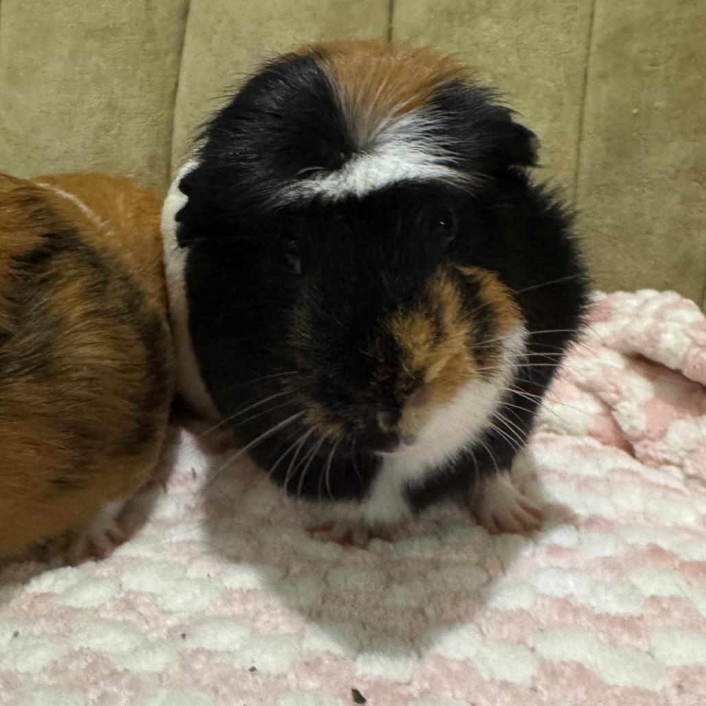 Spike w/pimento, Adoptable, Adult Male Guinea Pig.