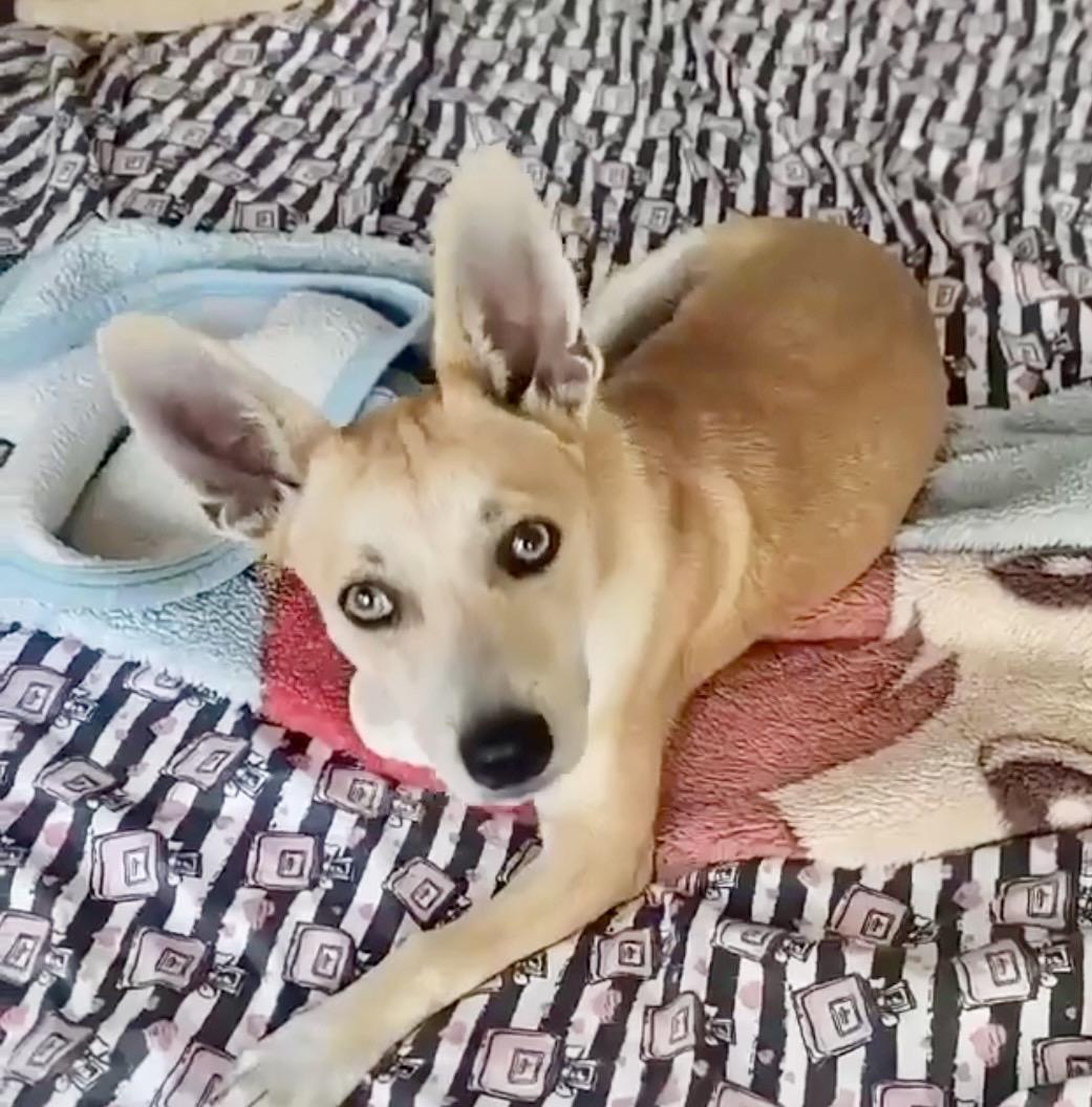 Cabby, adopted, Young Male Corgi.